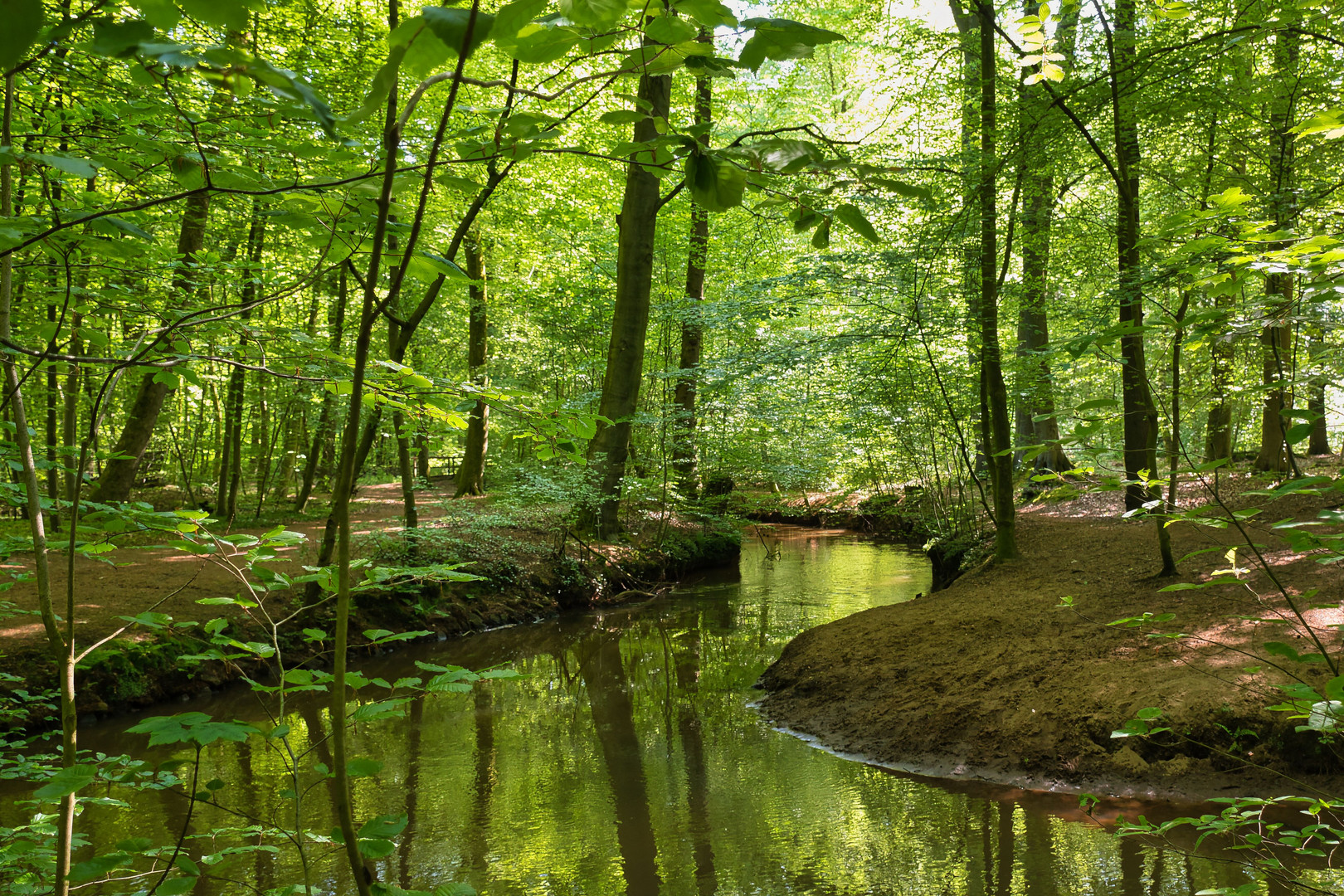 Ein kleiner Wald zum Träumen