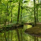 Ein kleiner Wald zum Träumen