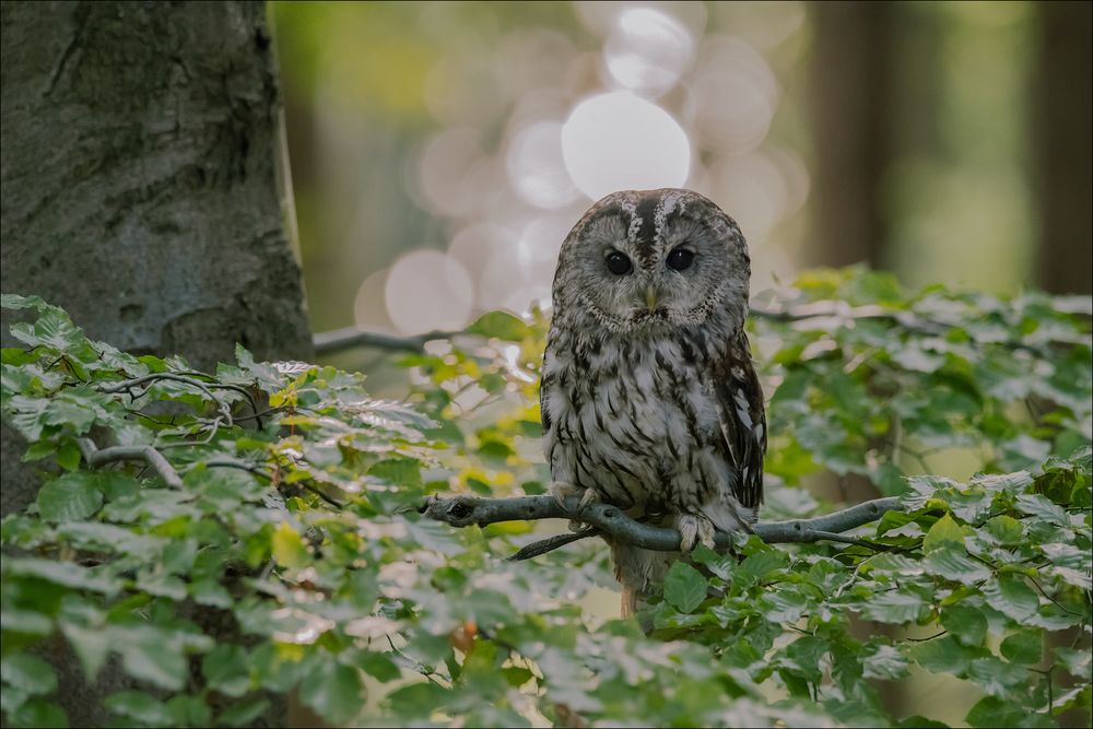 Ein kleiner Waldkauz