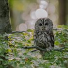 Ein kleiner Waldkauz