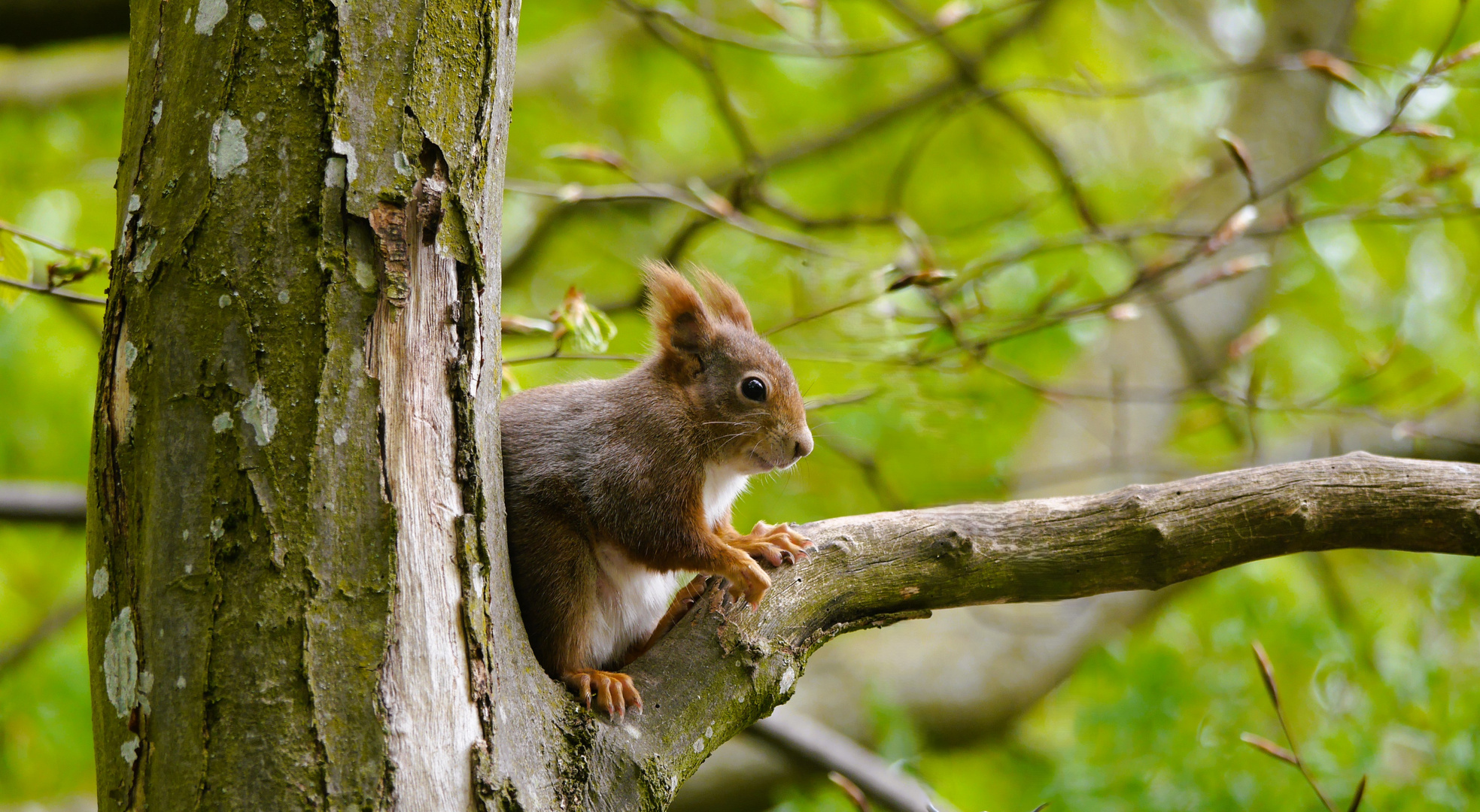 ein kleiner Waldkobold