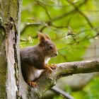 ein kleiner Waldkobold