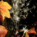 Ein kleiner Wasserfall  mit Herbstlaub 