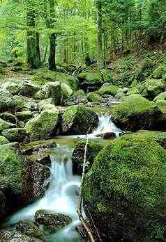 ein kleiner Wasserfall voller Hoffnung.