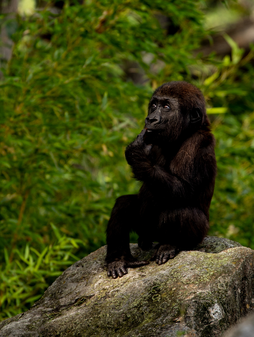 ein kleiner Westlicher Flachlandgorilla im Leipziger Zoo .