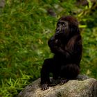 ein kleiner Westlicher Flachlandgorilla im Leipziger Zoo .