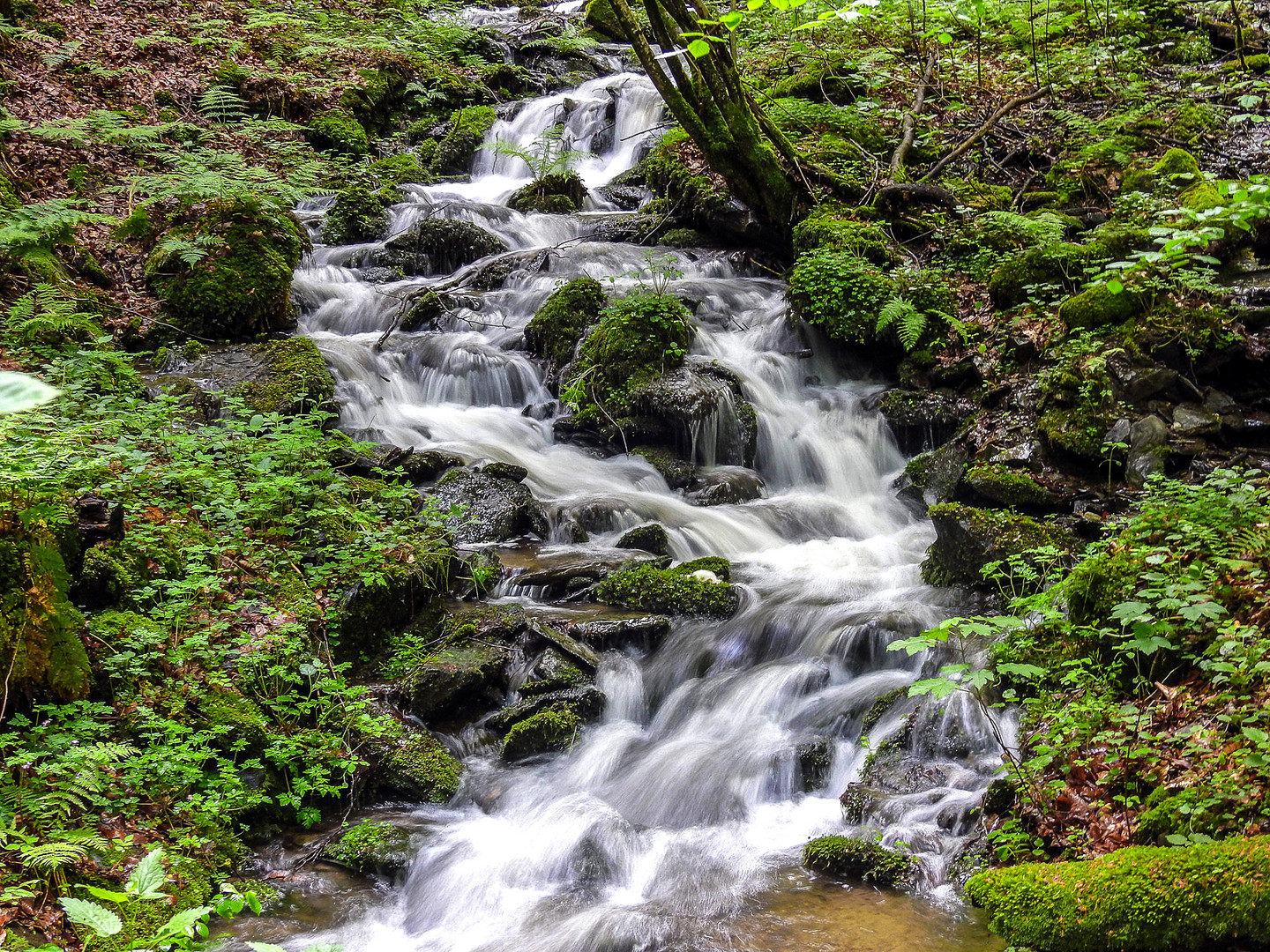 Ein kleiner Wildbach!