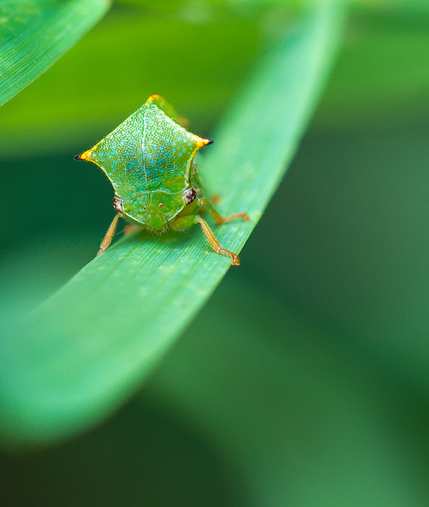 Ein kleiner wilder Hopser …