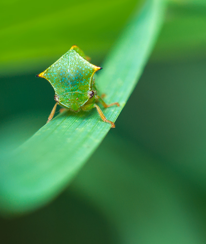 Ein kleiner wilder Hopser … II