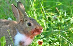 Ein kleiner Wildkaninchen-Hauskaninchen-Mix