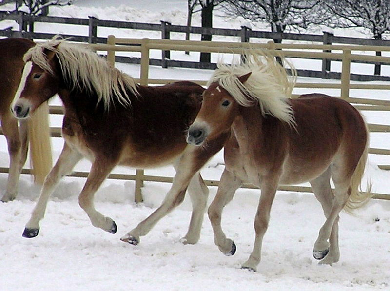 Ein kleiner Wintergruß...