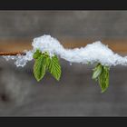 Ein kleiner Winternachschlag...