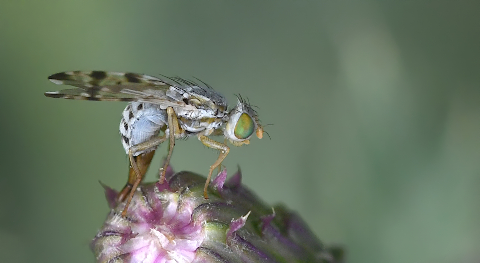 Ein kleiner Winzling bei der Eiablage...