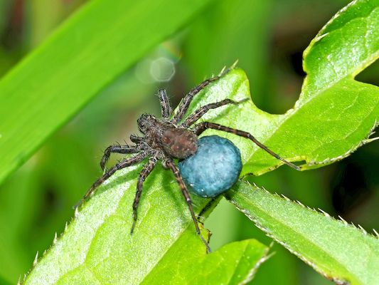 Ein kleiner Wolf mit Kokon  ...