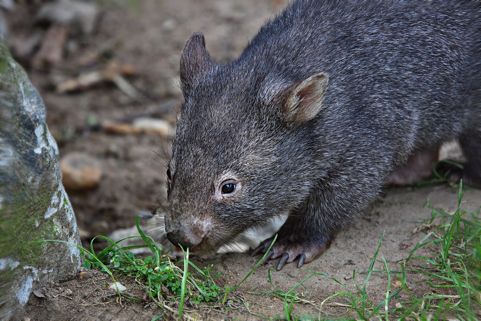 Ein kleiner Wombat 