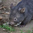 Ein kleiner Wombat 