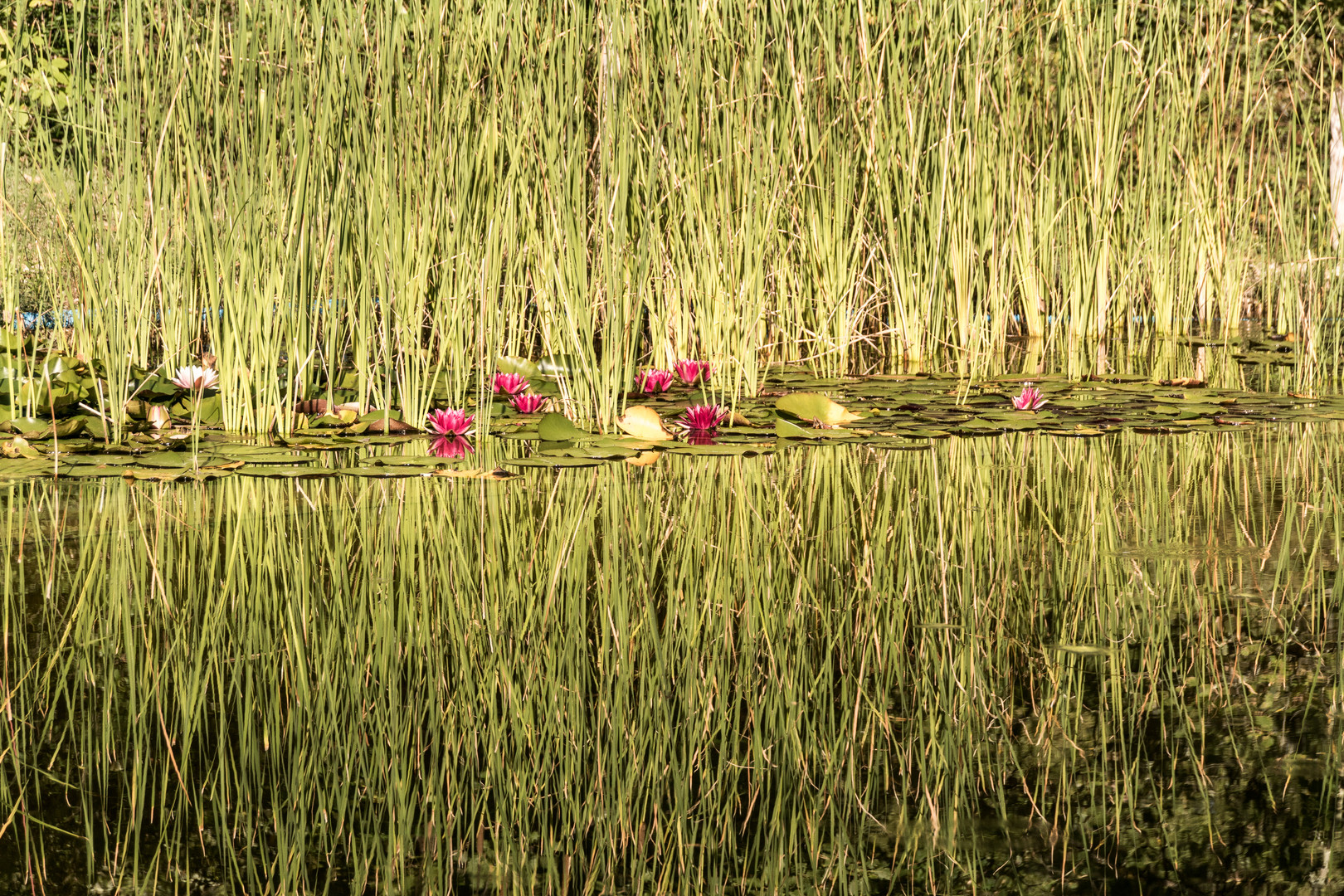 Ein kleiner wunderbarer See