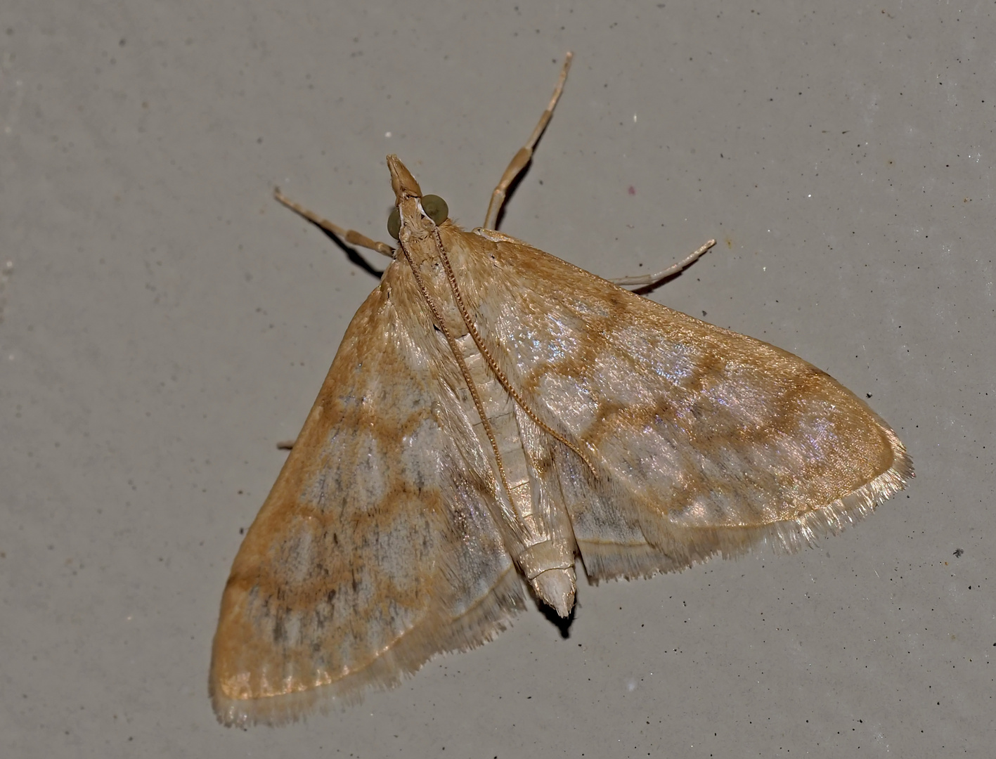 Ein kleiner Zünsler (Paracorsia repandalis) * - Le Botys de la Molène! 