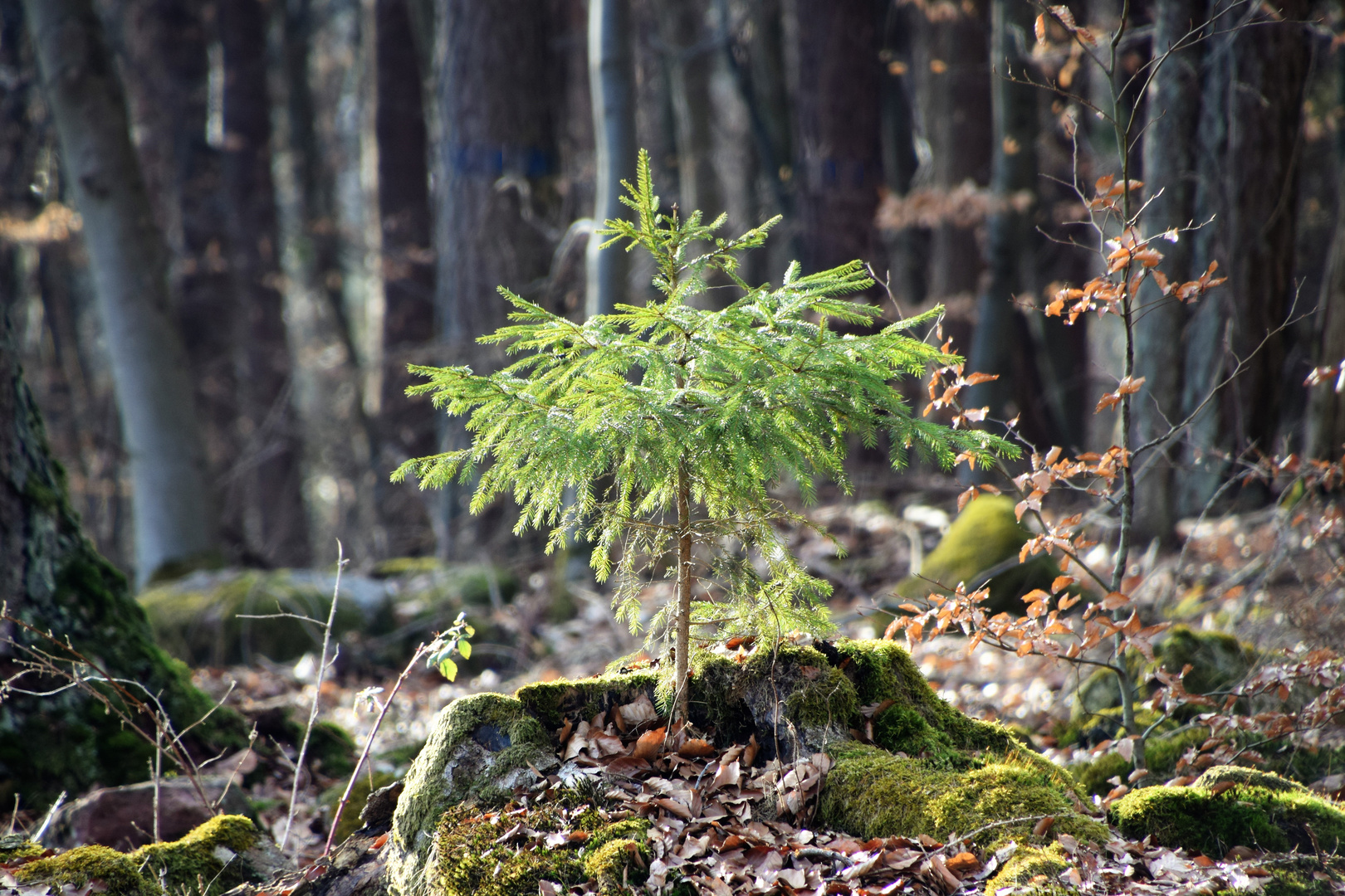 Ein kleines Bäumlein steht im Walde .......