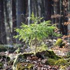 Ein kleines Bäumlein steht im Walde .......