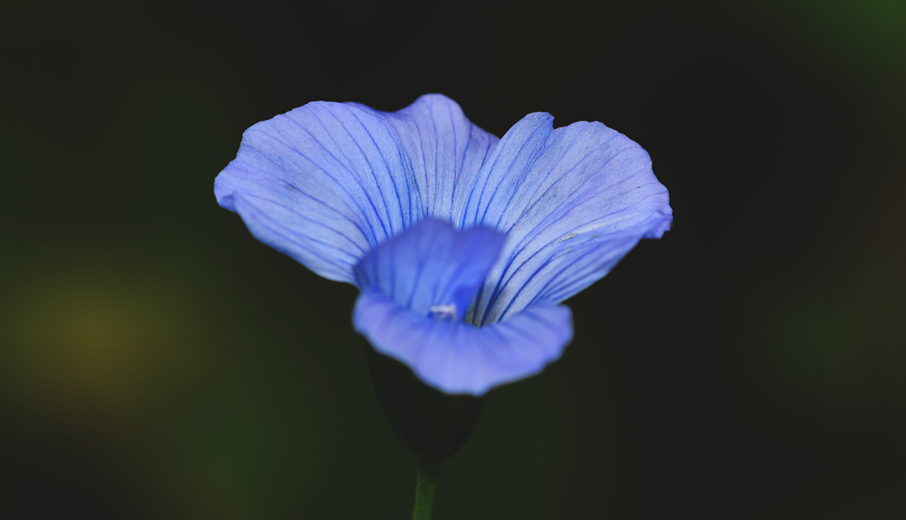 Ein kleines, bescheidenes Blümchen...