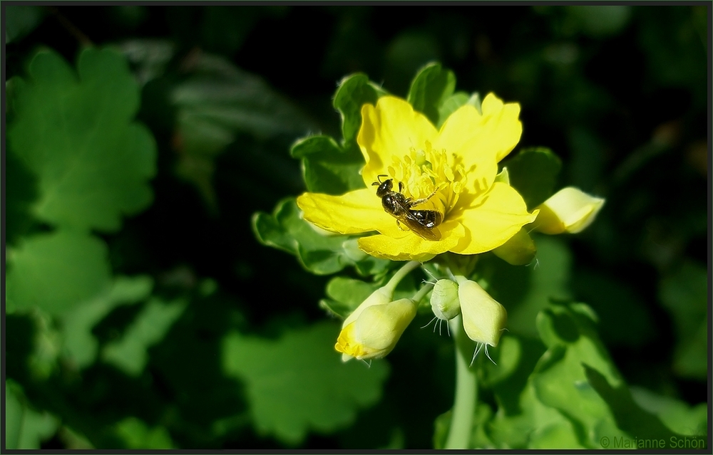 Ein kleines Bienchen...