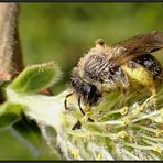 Ein kleines Bienchen...