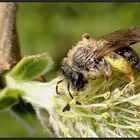 Ein kleines Bienchen...