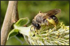 Ein kleines Bienchen...