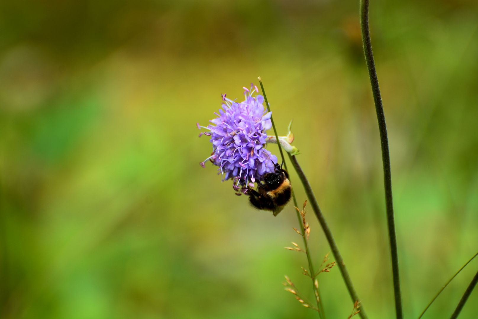 Ein kleines Bienchen