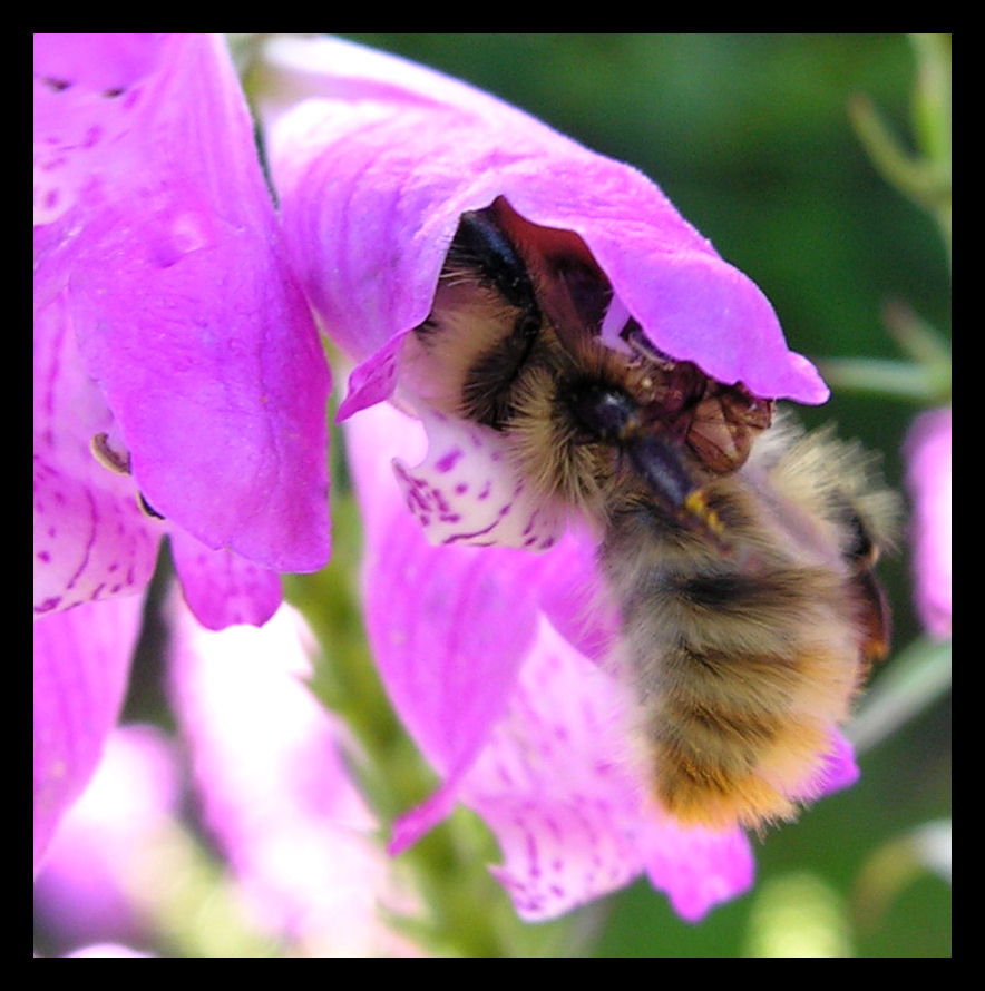 ein kleines Bienchen