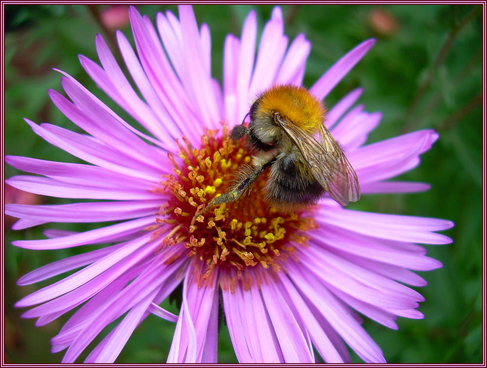 Ein kleines Bienchen