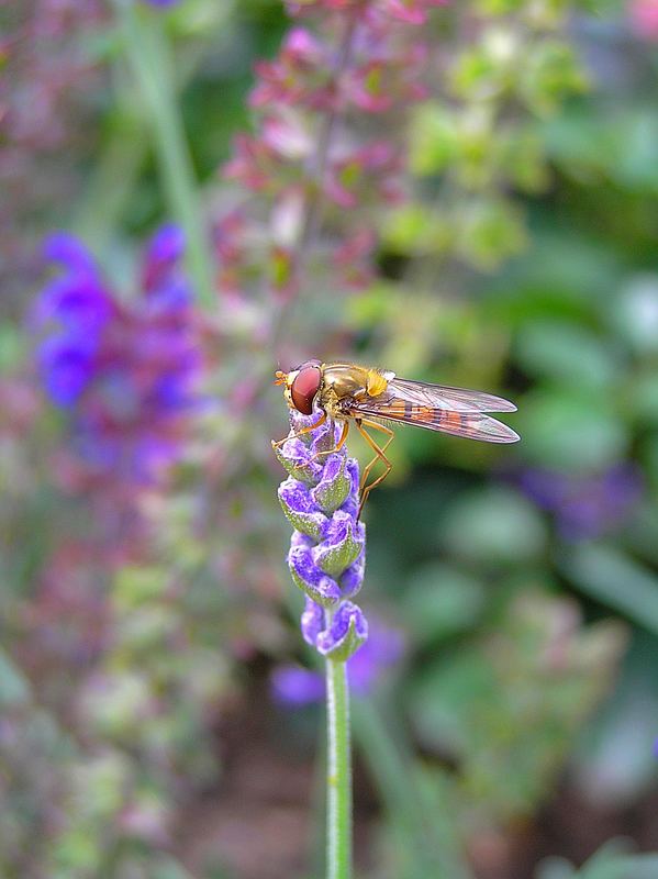 Ein kleines Bienchen