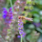 Ein kleines Bienchen