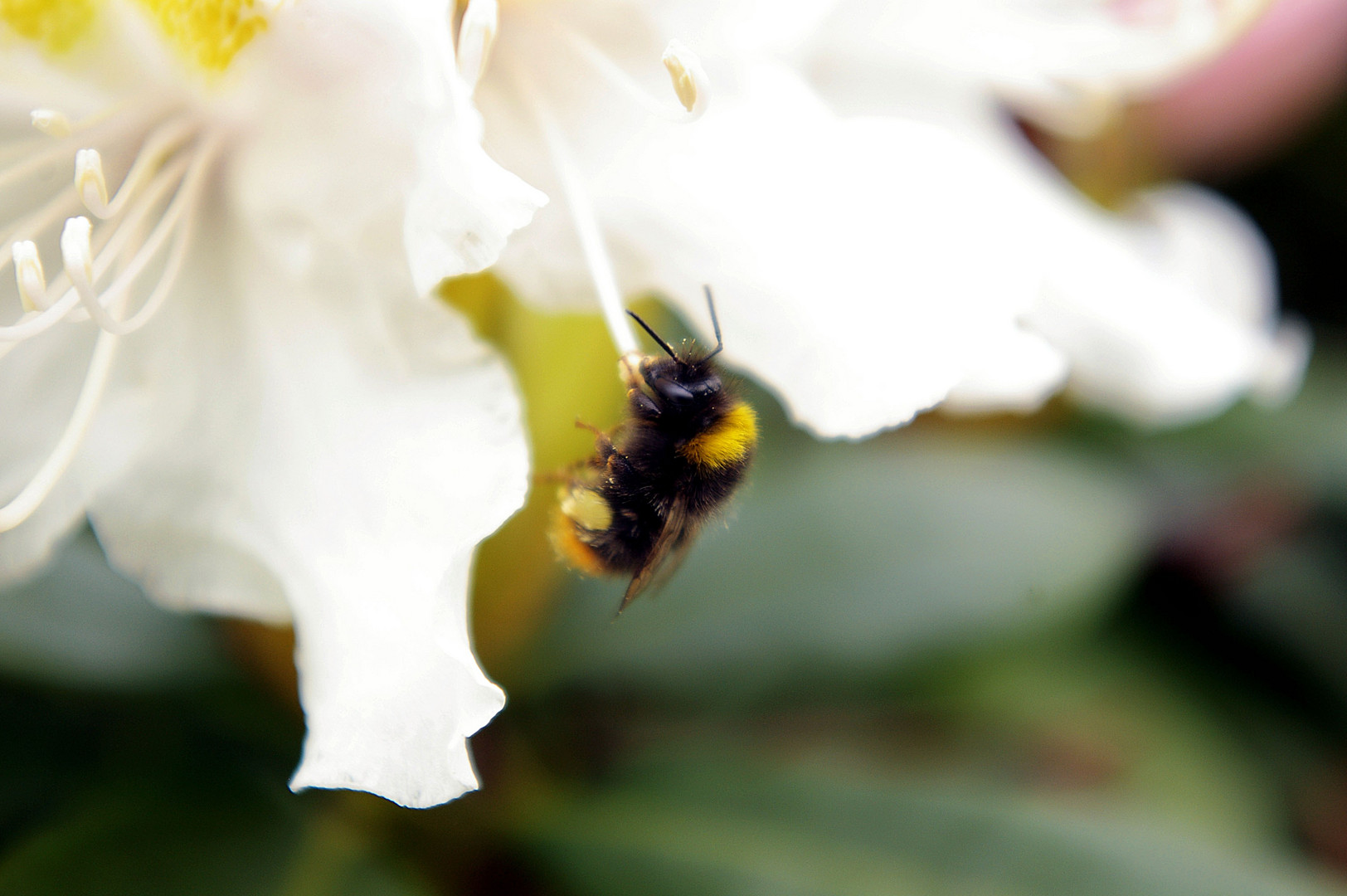 Ein kleines Bienchen :D