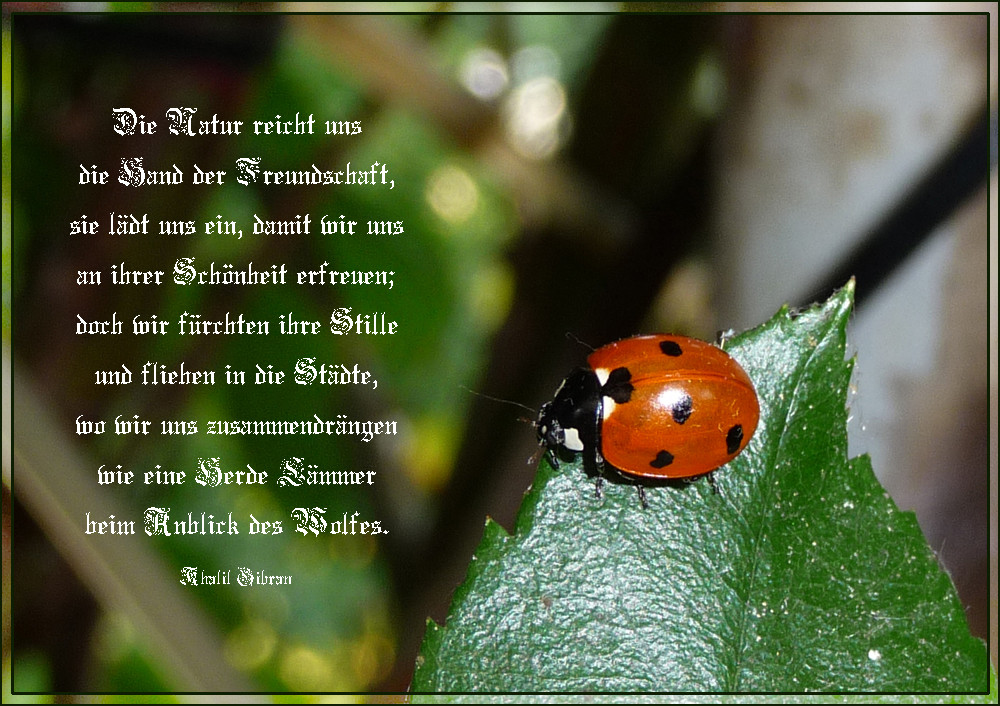Ein kleines bisschen Glück... Foto & Bild archiv kritik am bild