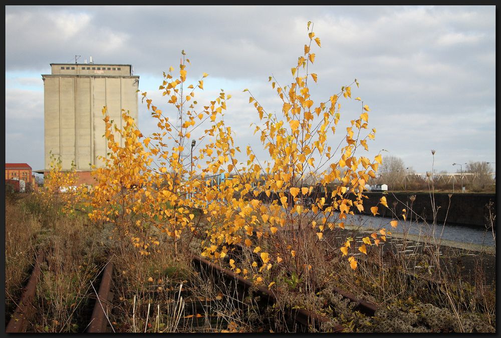 ...Ein kleines bisschen Goldener Herbst...