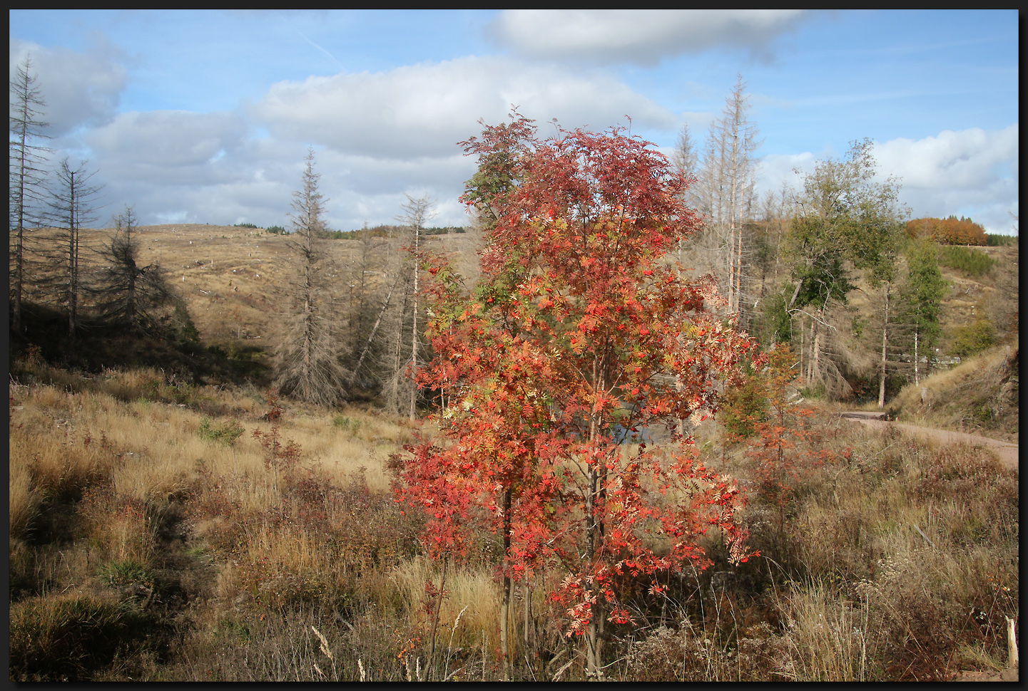 ...Ein kleines bisschen Herbst...