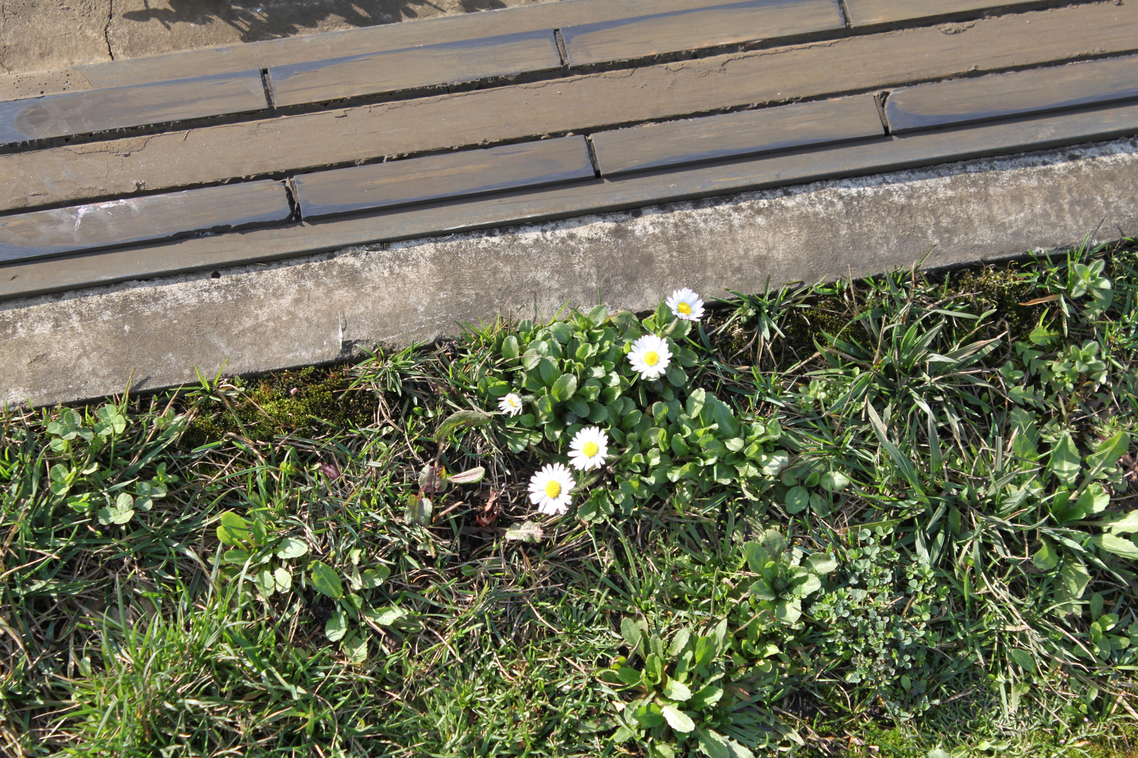 EIn kleines bisschen Leben in einer Welt aus Stein und Beton ..