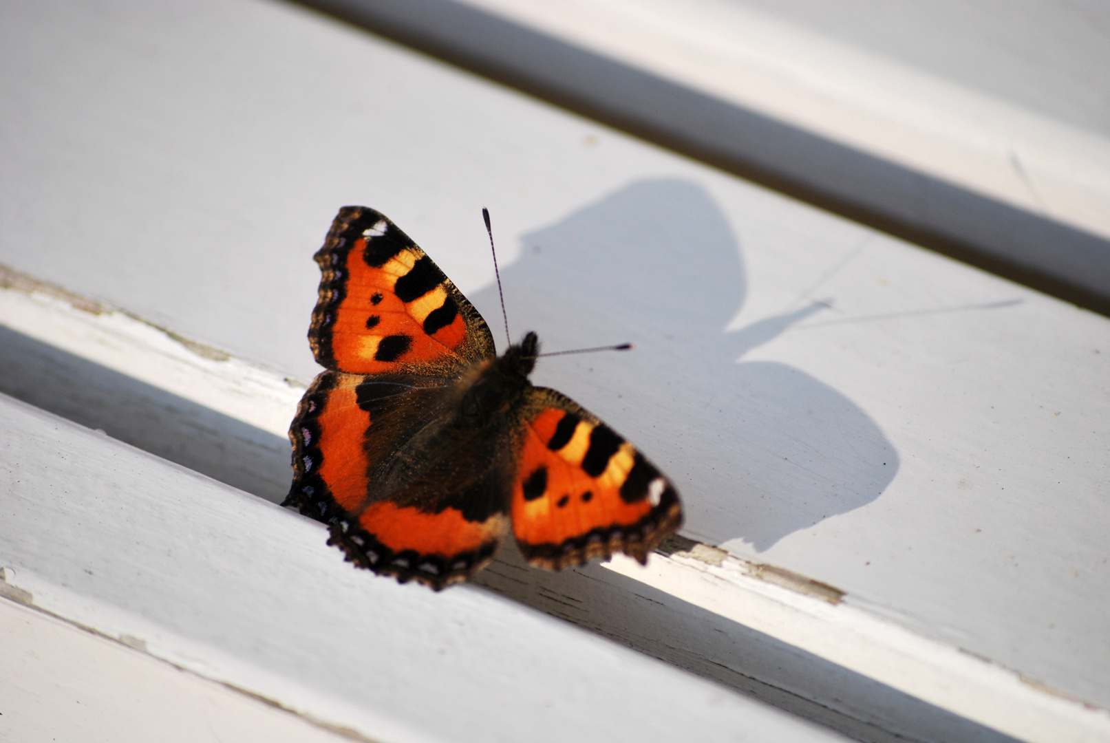 ein kleines bißchen Sommer