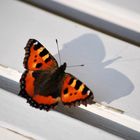 ein kleines bißchen Sommer