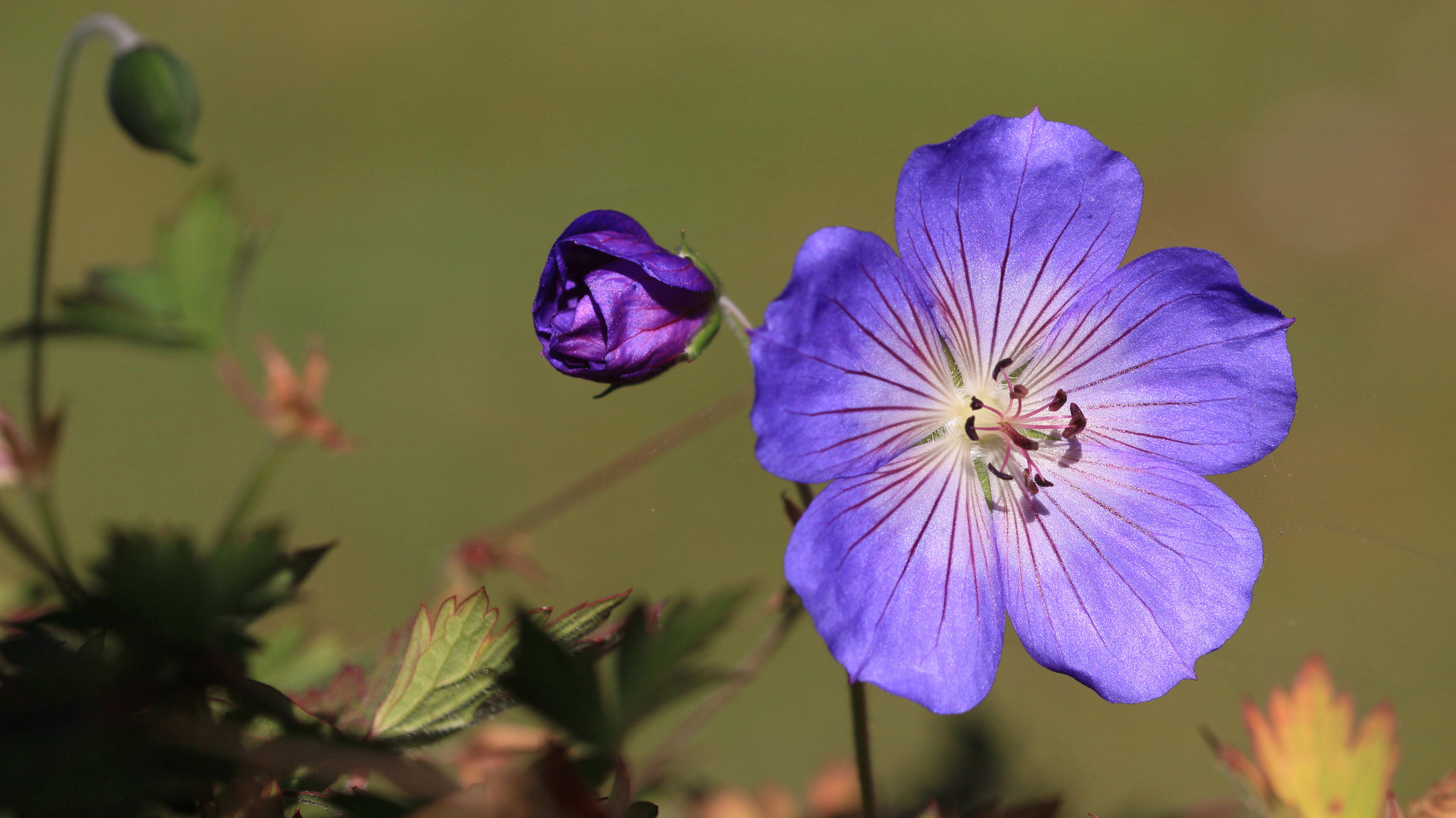 Ein kleines bisschen Sommer...