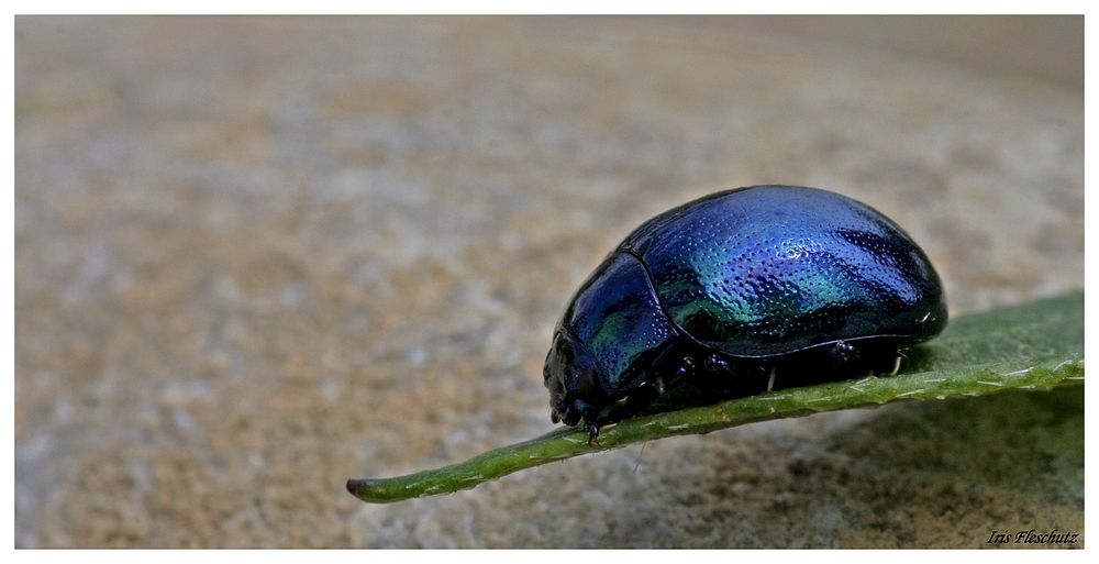 Ein kleines blaues...