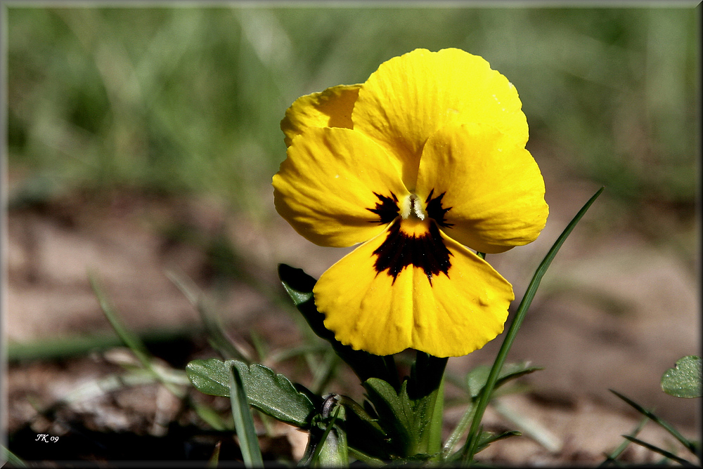 ein kleines Blümchen