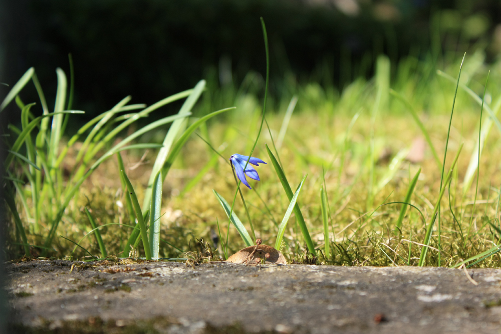 Ein kleines Blümchen