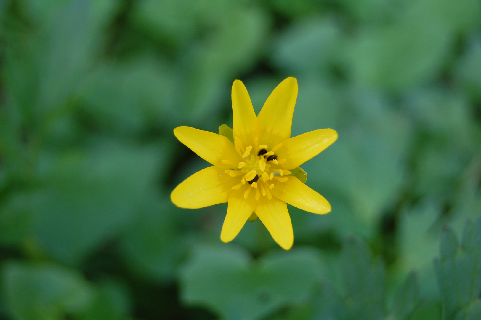 Ein kleines Blümchen