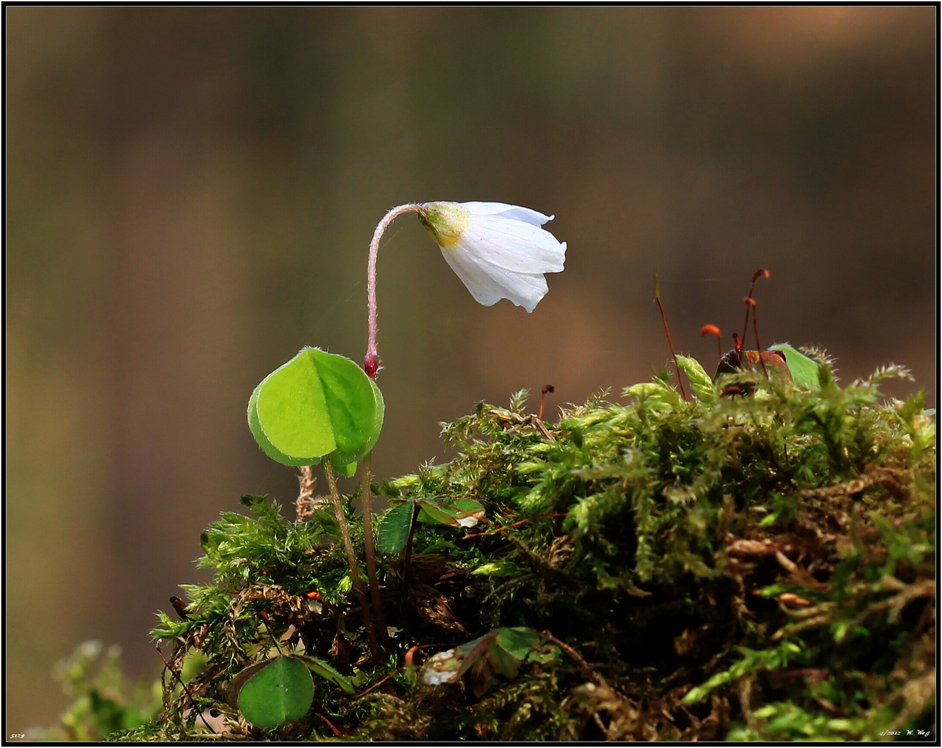 ein kleines Blümchen...