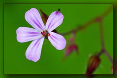 Ein kleines Blümchen