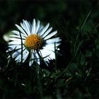 Ein kleines Blümchen auf einer großen Wiese