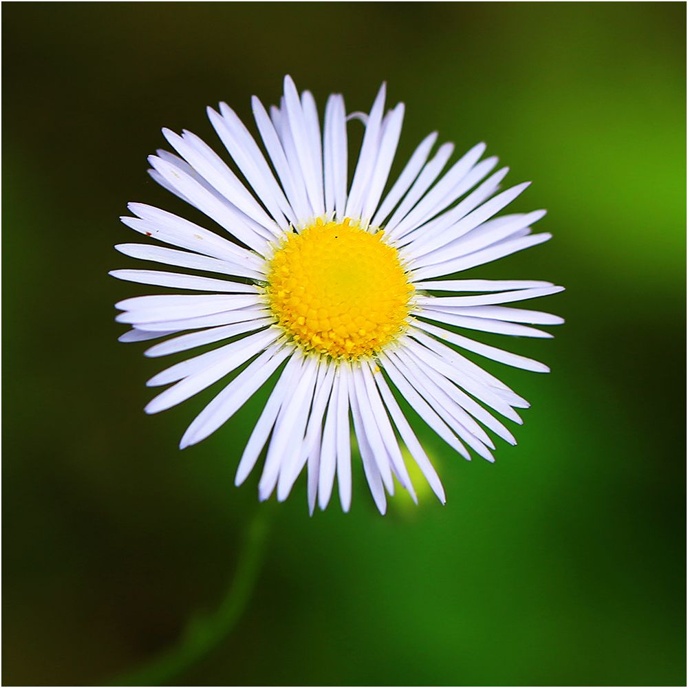 Blümchen Blümchen